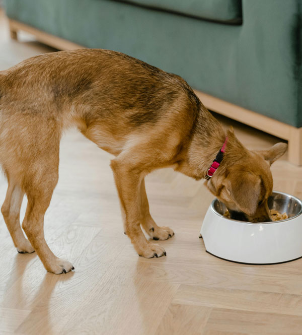 Brown dog eating from a stainless steel food bowl on a clean wooden floor in a home interior.